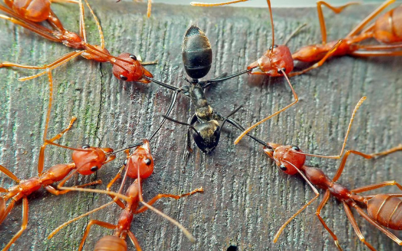 摄影可爱的蚂蚁动物高清特写图片