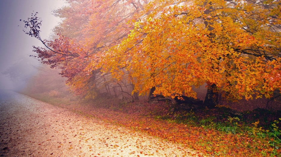 世上最美的秋天林间小路图片电脑桌面壁纸下载