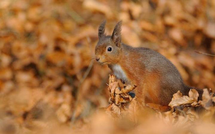 秋日里可爱动物小松鼠图片摄影